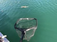 Reeling one in -- we caught a lot of fish while testing these nets.